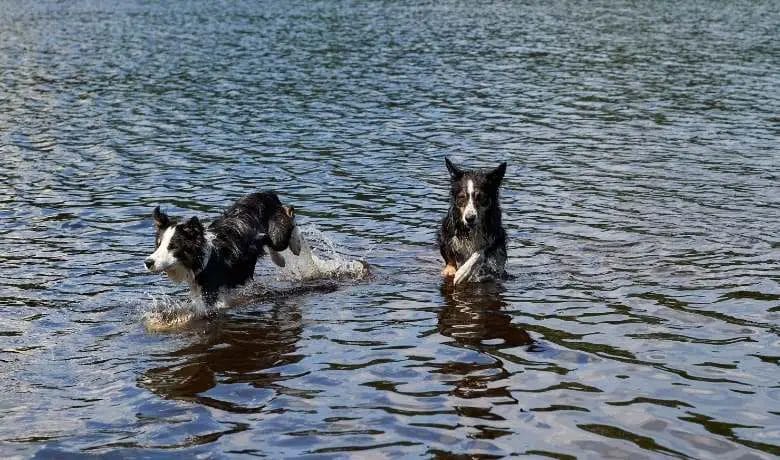 Do Border Collies like water can they swim