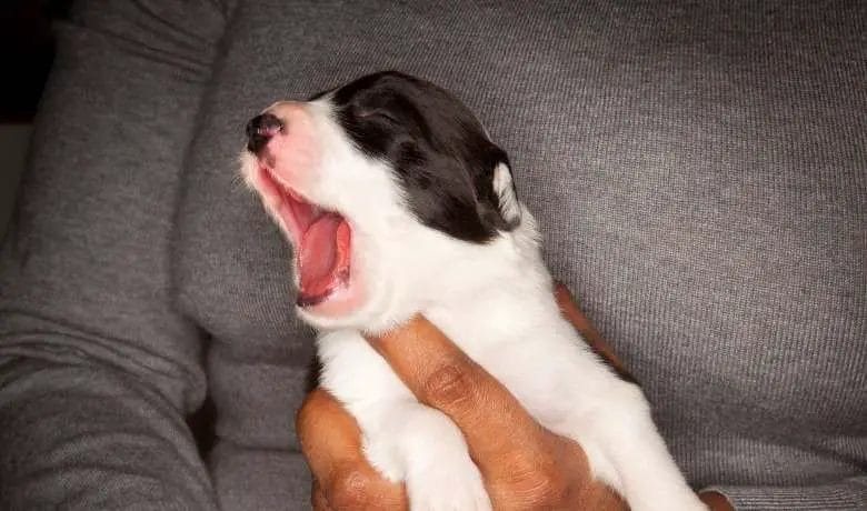 How do border collies sleep?