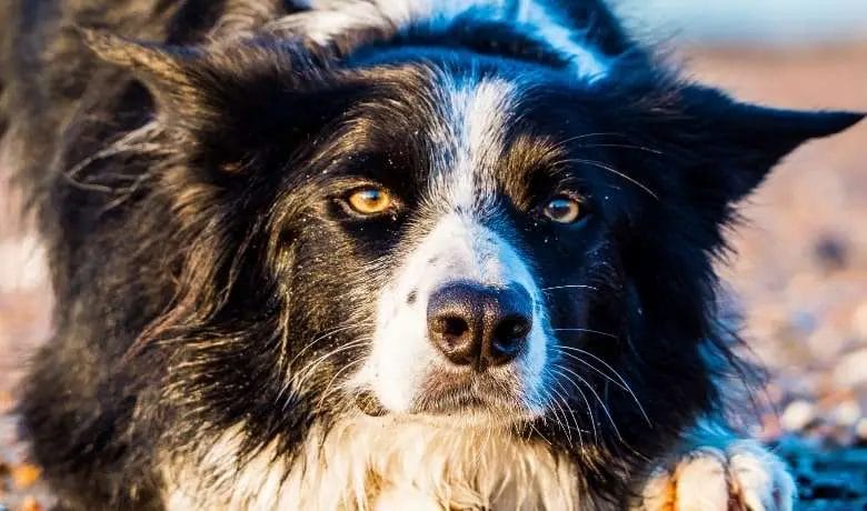 How long to Border Collies live for?