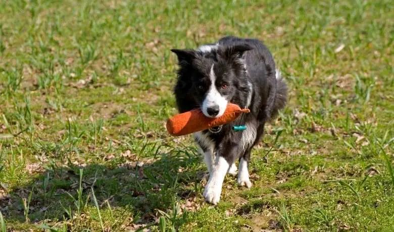 How to stop a Border Collie from chewing?