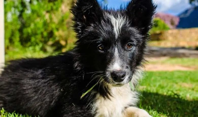 What fruit can Border Collies eat