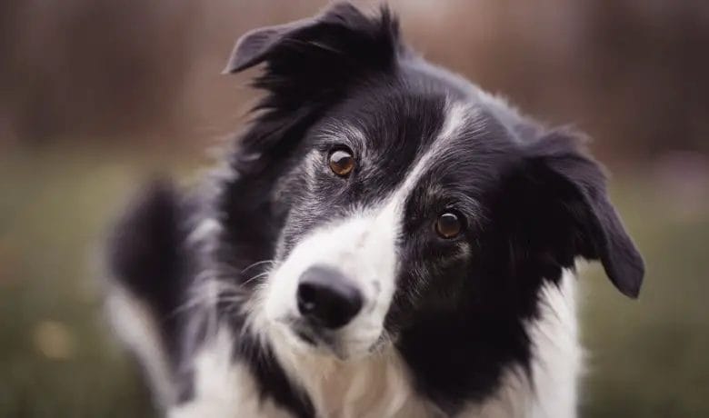 When do Border Collie ears stand up?