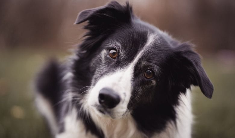 When do Border Collie ears stand up?