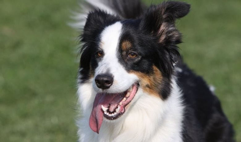Why do Border Collies have long noses